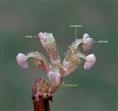  Male flower
